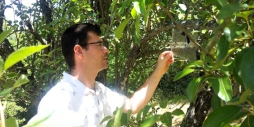 Meyve bahçelerinde Kahverengi Kokarca kontrol gerçekleştirildi