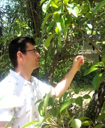 Meyve bahçelerinde Kahverengi Kokarca kontrol gerçekleştirildi