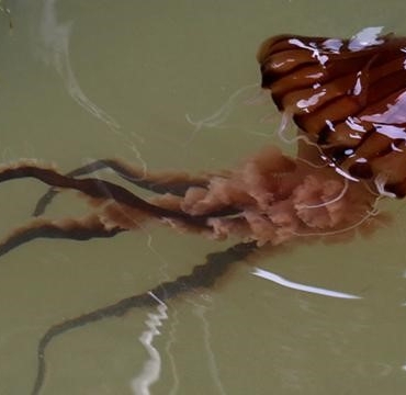 Mudanya’da tehlikeli deniz anaları ortaya çıktı