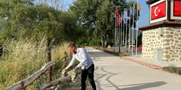 Osmaneli’nde artan yılanlara kükürt tozu ile önlem alınıyor