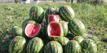 Osmaneli’nin coğrafi işareti alan meşhur karpuzunun ilk hasadı başladı