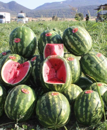 Osmaneli’nin coğrafi işareti alan meşhur karpuzunun ilk hasadı başladı