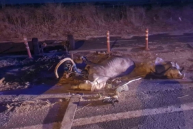 Otomobilin çarptığı at telef oldu