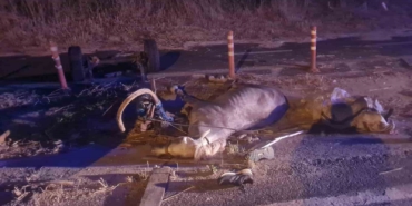 Otomobilin çarptığı at telef oldu