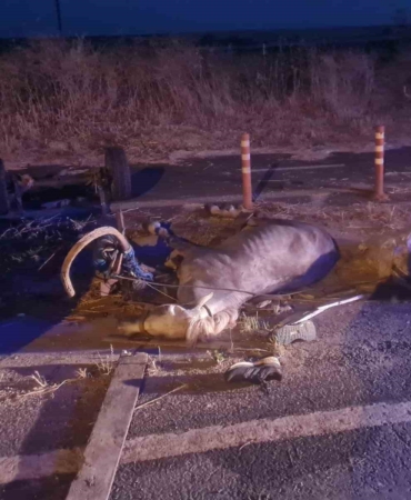 Otomobilin çarptığı at telef oldu