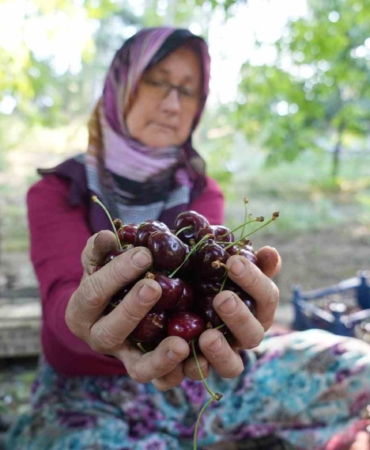 (ÖZEL) Coğrafi işaretli Keles kirazında 22 bin ton rekolte bekleniyor