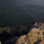 Pendik Sahili’nde su samuru görüldü