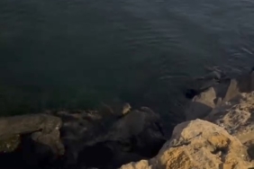 Pendik Sahili’nde su samuru görüldü