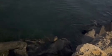 Pendik Sahili’nde su samuru görüldü