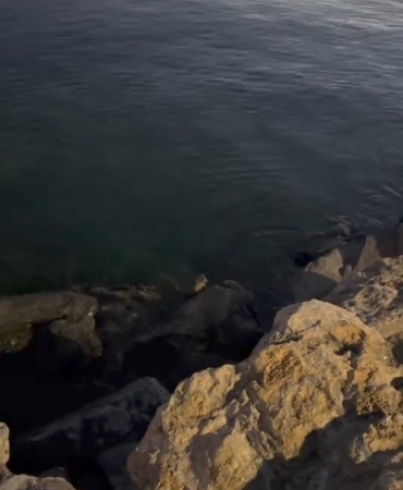 Pendik Sahili’nde su samuru görüldü