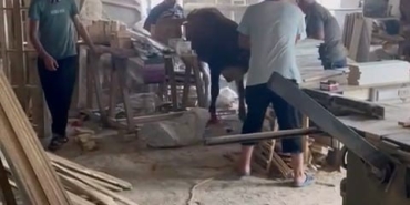 Sahibinin elinden kaçan kurbanlık, sanayiyi birbirine kattı