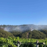 Sakarya’da ormanlık alanda çıkan yangına havadan ve karadan müdahale