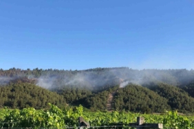 Sakarya’da ormanlık alanda çıkan yangına havadan ve karadan müdahale