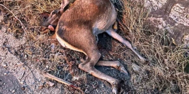 Sakarya’da yola fırlayan geyiğe otomobil çarptı
