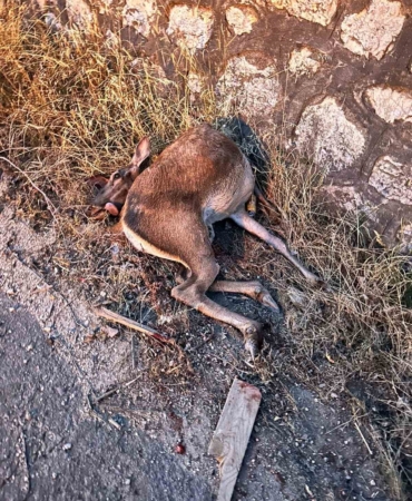 Sakarya’da yola fırlayan geyiğe otomobil çarptı