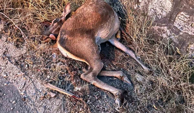 Sakarya’da yola fırlayan geyiğe otomobil çarptı