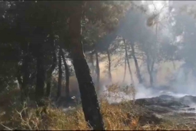 Savaştepe’de arazi yangını ormana sıçradı