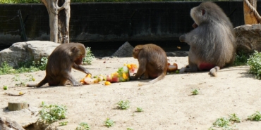 Sıcaktan bunalan hayvanlara buzlu meyve keyfi