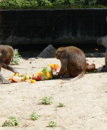 Sıcaktan bunalan hayvanlara buzlu meyve keyfi