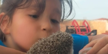 Sıcaktan etkilenen kirpi yavrusunun imdadına küçük kız yetişti