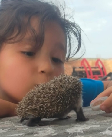 Sıcaktan etkilenen kirpi yavrusunun imdadına küçük kız yetişti