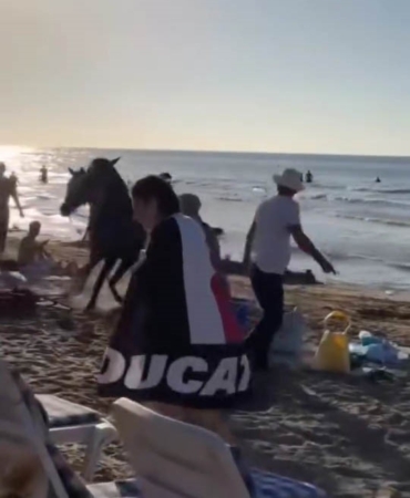 Şile plajına getirilen atlar insanların arasına daldı