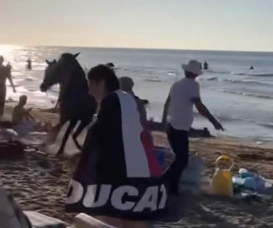 Şile plajına getirilen atlar insanların arasına daldı