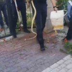 Sitenin bahçe kapısına dolanan yılan ecel terleri döktürdü