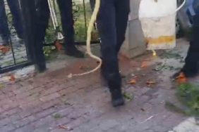 Sitenin bahçe kapısına dolanan yılan ecel terleri döktürdü