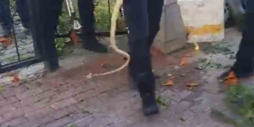 Sitenin bahçe kapısına dolanan yılan ecel terleri döktürdü
