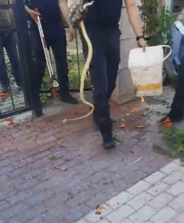 Sitenin bahçe kapısına dolanan yılan ecel terleri döktürdü