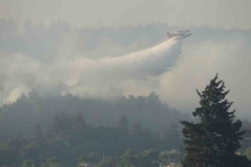 Tarım ve Orman Bakanı İbrahim Yumaklı: "Yangından etkilenen alanın yaklaşık 575 hektar olduğunu tahmin ediyoruz"