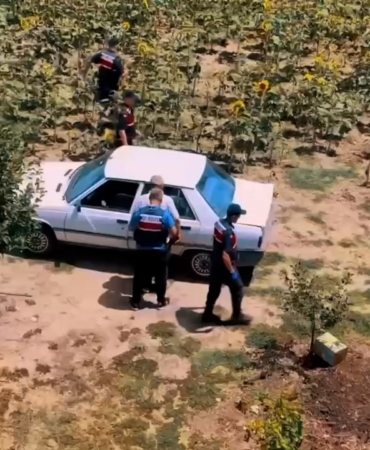 Tekirdağ’da hazine arazisine kenevir eken şahıs yakalandı