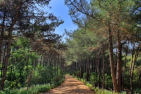 Tekirdağ’da ormanlara girişler yasaklandı