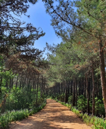 Tekirdağ’da ormanlara girişler yasaklandı