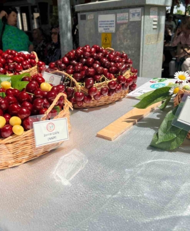 Tekirdağ’da yarım asırdır devam eden festival başladı