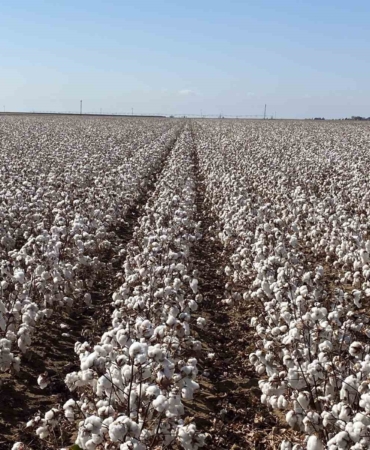 Türkiye’de geliştirilen pamuk çeşidi ABD’de koruma altında