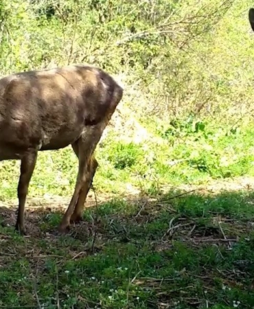 Uludağ’ın yaban hayvanları fotokapana yakalandı