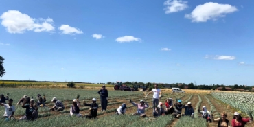 Vize’de arpacık soğan hasadına başlandı