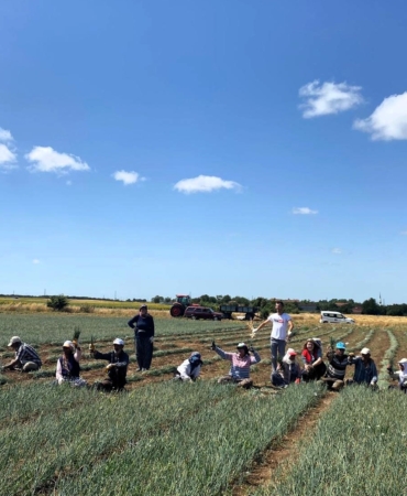 Vize’de arpacık soğan hasadına başlandı