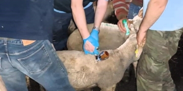 Vize’de küçük ve büyükbaş hayvanların aşı ve küpeleme işlemi tamamlandı