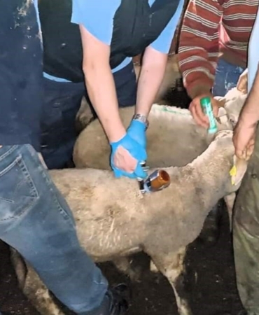 Vize’de küçük ve büyükbaş hayvanların aşı ve küpeleme işlemi tamamlandı