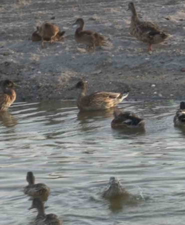 Yaban ördekleri Süleymanpaşa Deresi’ni menken tuttu