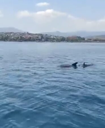 Yalova açıklarında yunusların görsel şöleni