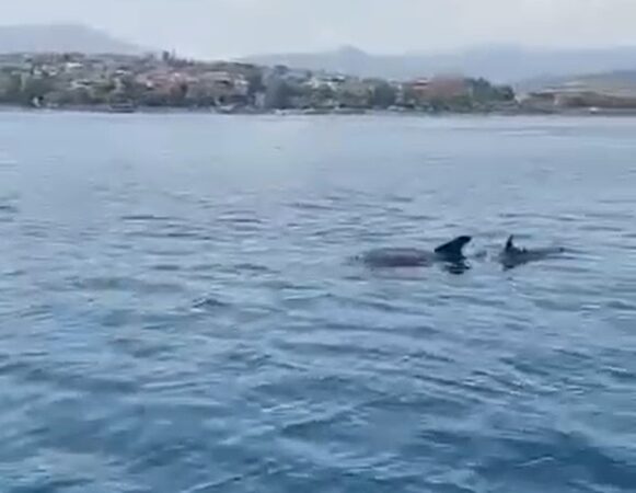 Yalova açıklarında yunusların görsel şöleni