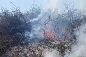 Yalova’da arazi yangını