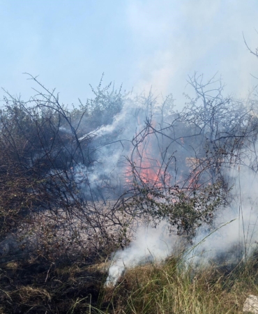 Yalova’da arazi yangını