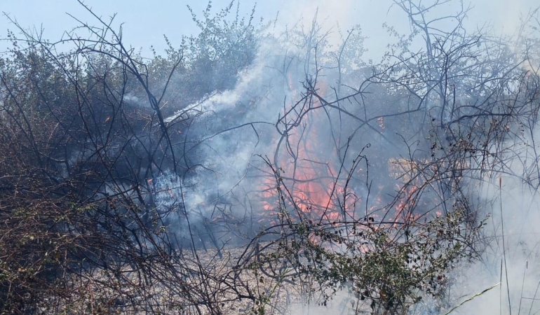 Yalova’da arazi yangını