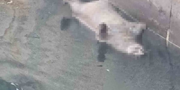 Yalova’da aynı günde 2’inci kez kıyıya ölü su samuru vurdu