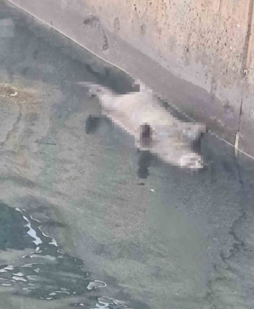 Yalova’da aynı günde 2’inci kez kıyıya ölü su samuru vurdu